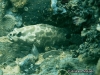 <b><a href="https://www.fishbase.in/summary/6473">Camouflage  Grouper</a></b>
