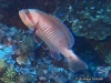 <b><a href="https://www.fishbase.se/summary/Gracila-albomarginata.html">Masked  Grouper</a></b>