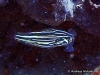 <b><a href="https://www.fishbase.se/summary/4925">Goldenstriped Soapfish</a></b>