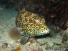 <b><a href="https://www.fishbase.de/summary/6082">Squaretail Coralgrouper</a></b>