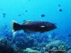 <b><a href="https://www.fishbase.de/summary/6082">Squaretail Coralgrouper</a></b>