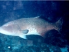 <b><a href="https://www.fishbase.se/summary/7372">Blacksaddled Coralgrouper - Male</a></b>