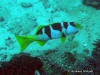 <b><a href="https://www.fishbase.se/summary/7372">Blacksaddled Coralgrouper - Female</a></b>