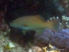 <b><a href="https://www.fishbase.se/summary/4826">Leopard Coralgrouper</a></b>