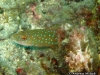<b><a href="https://www.fishbase.se/summary/4886">Spotted Coralgrouper </a></b>