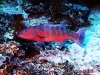 <b><a href="https://www.fishbase.se/summary/7319">Highfin Coralgrouper </a></b>