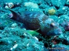 <b><a href="https://www.fishbase.se/summary/6478">White-edged Lyretail</a></b>