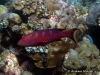 <b><a href="https://www.fishbase.in/summary/Variola-louti.html">Yellow-edged Lyretail</a></b>