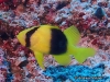 <b><a href="https://www.fishbase.de/summary/Diploprion-bifasciatum.html">Barred Soapfish</a></b>