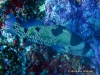 <b><a href="https://www.fishbase.se/summary/Pogonoperca-punctata.html">Snowflake Soapfish</a></b>