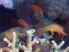 <b><a href="https://www.fishbase.se/summary/6567">Red Cheek Fairy Basslet</a></b>