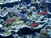 <b><a href="https://www.fishbase.in/summary/7456">Lori's Anthias</a></b>