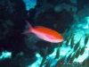 <b><a href="https://www.fishbase.se/summary/Pseudanthias-bicolor.html">Bicolor Anthias</a></b>