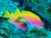 <b><a href="https://www.fishbase.se/summary/Pseudanthias-bimaculatus">Two-spot Basslet</a></b>