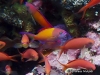 <b><a href="https://www.fishbase.se/summary/Pseudanthias-dispar.html">Peach Fairy Basslet</a></b>