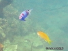<b><a href="https://www.fishbase.in/summary/6569">Square-spot Fairy Basslet</a></b>