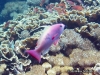 <b>Fairy Basslet</b>