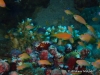 <b><a href="https://www.fishbase.de/summary/Pseudanthias-squamipinnis.html">Sea Goldie</a></b>
