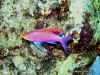 <b><a href="https://www.fishbase.se/summary/Pseudanthias-tuka">Sea Goldie</a></b>